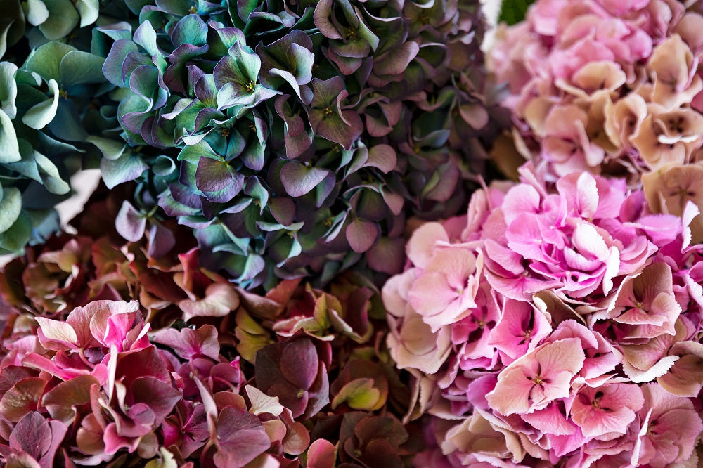 No te pierdas los fondos de pantalla de hortensias