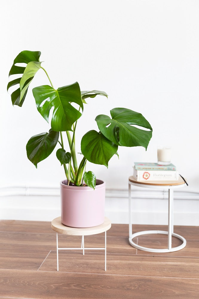 philodendron imperial green pflege Philodendron Imperial Green (Baumfreund) kaufen? | Adonis main image 0