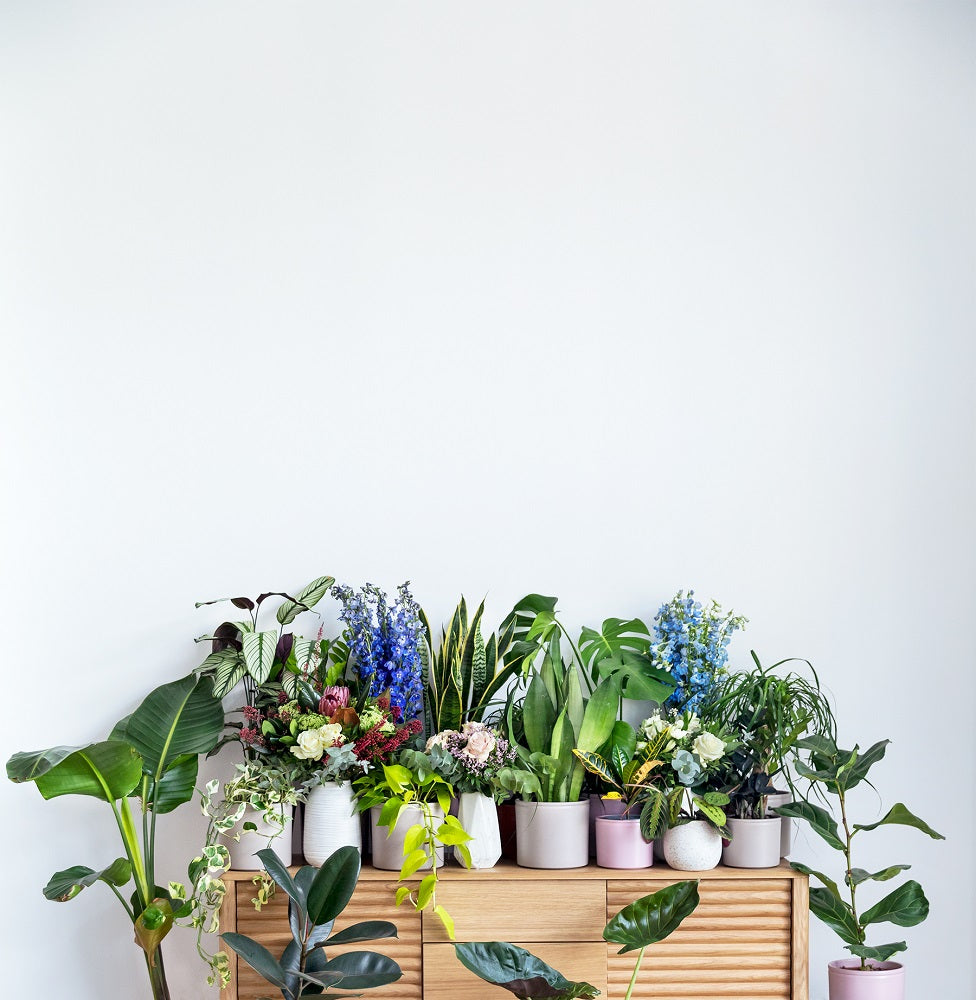 teoria de la biofilia