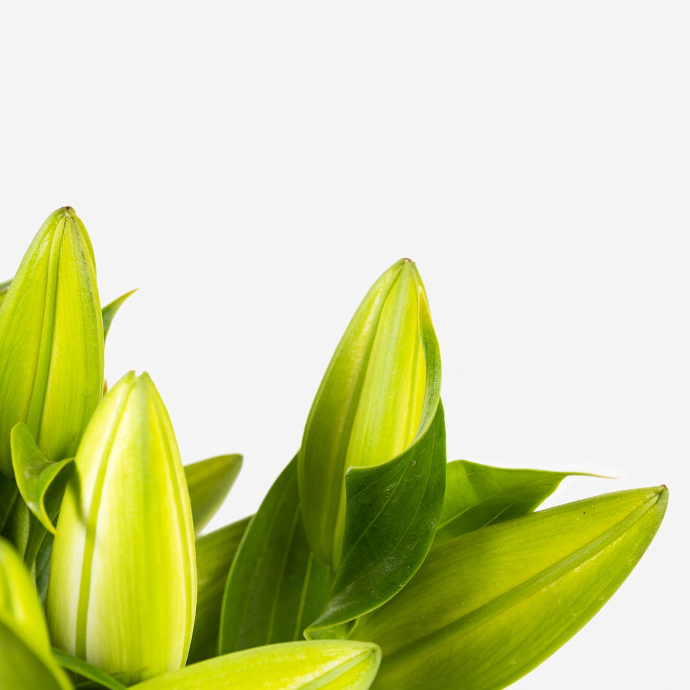 Trucos para que las flores abran un poco más rápido