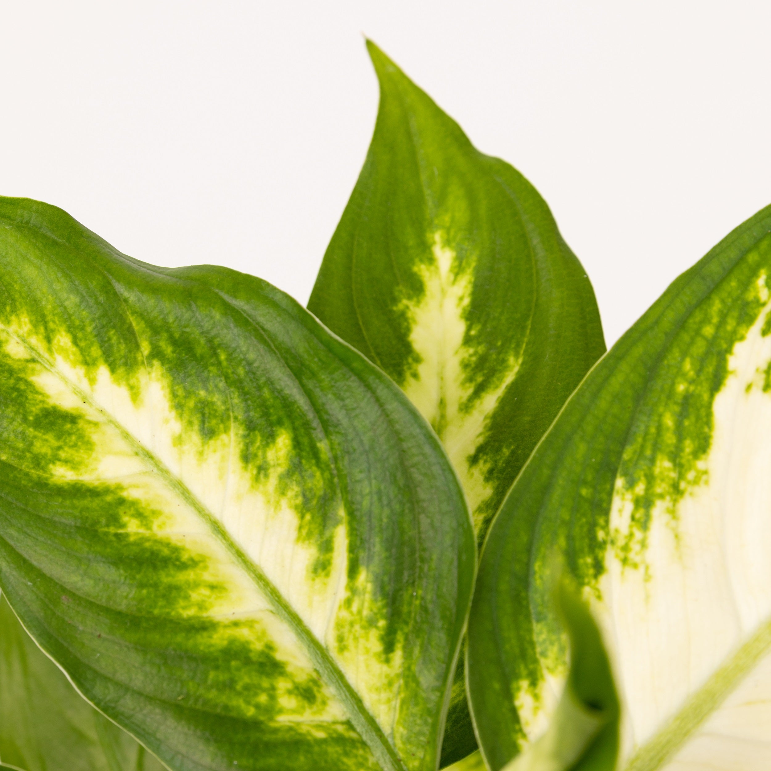 plantas-de-primavera