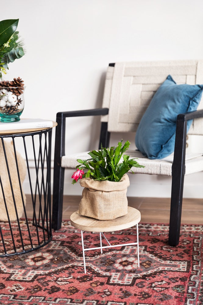 cactus navidad Claus