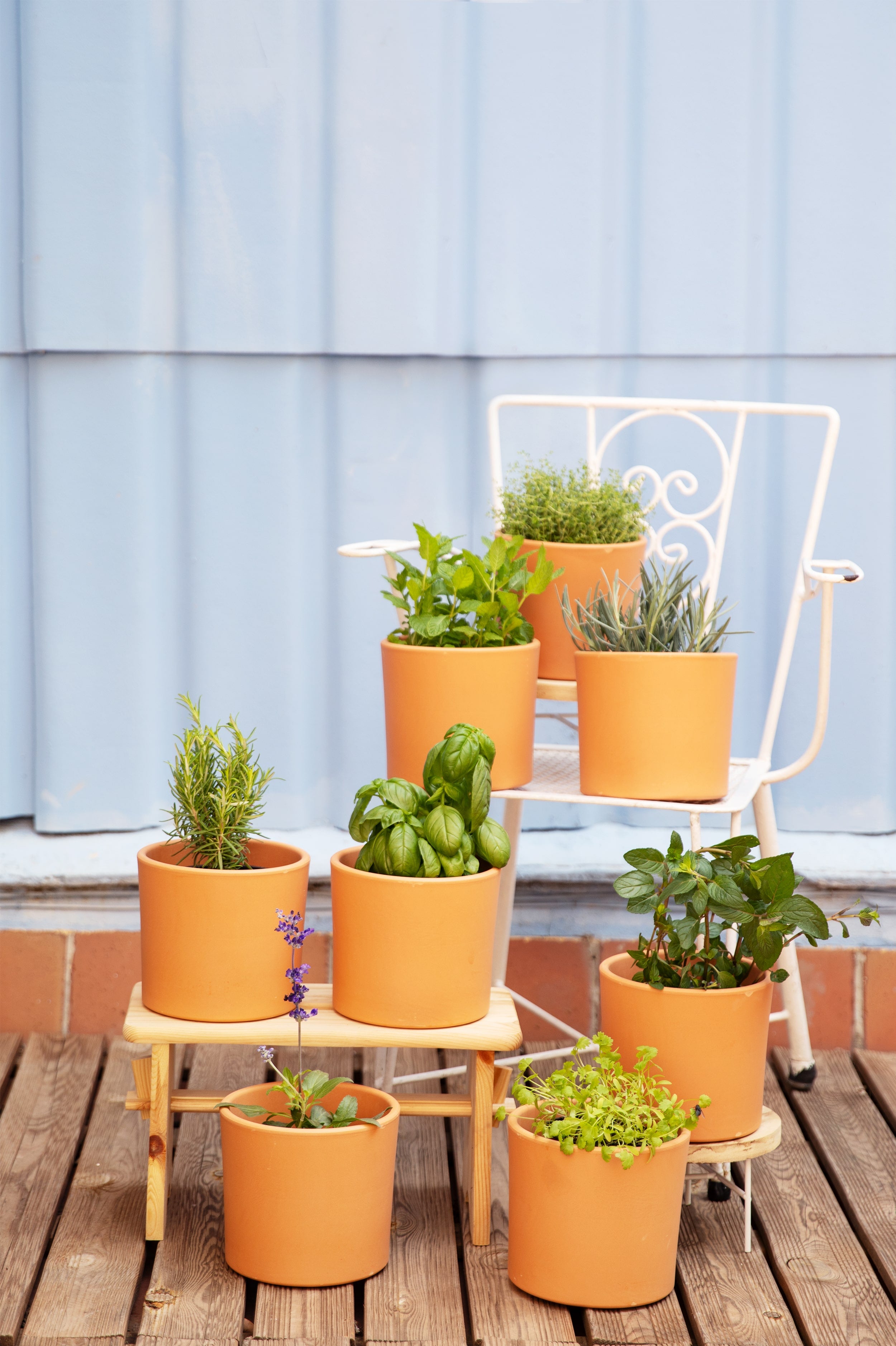 plantas aromaticas de interior