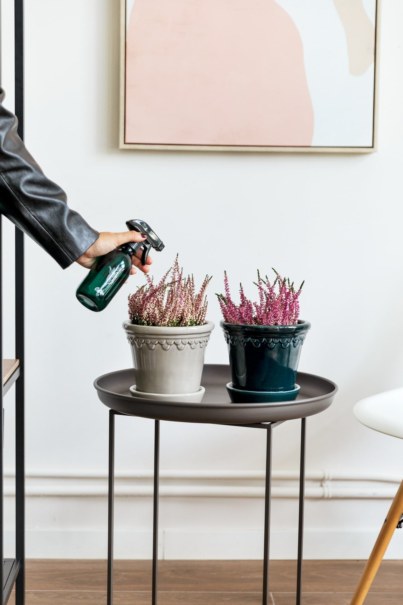 calluna vulgaris cuidados