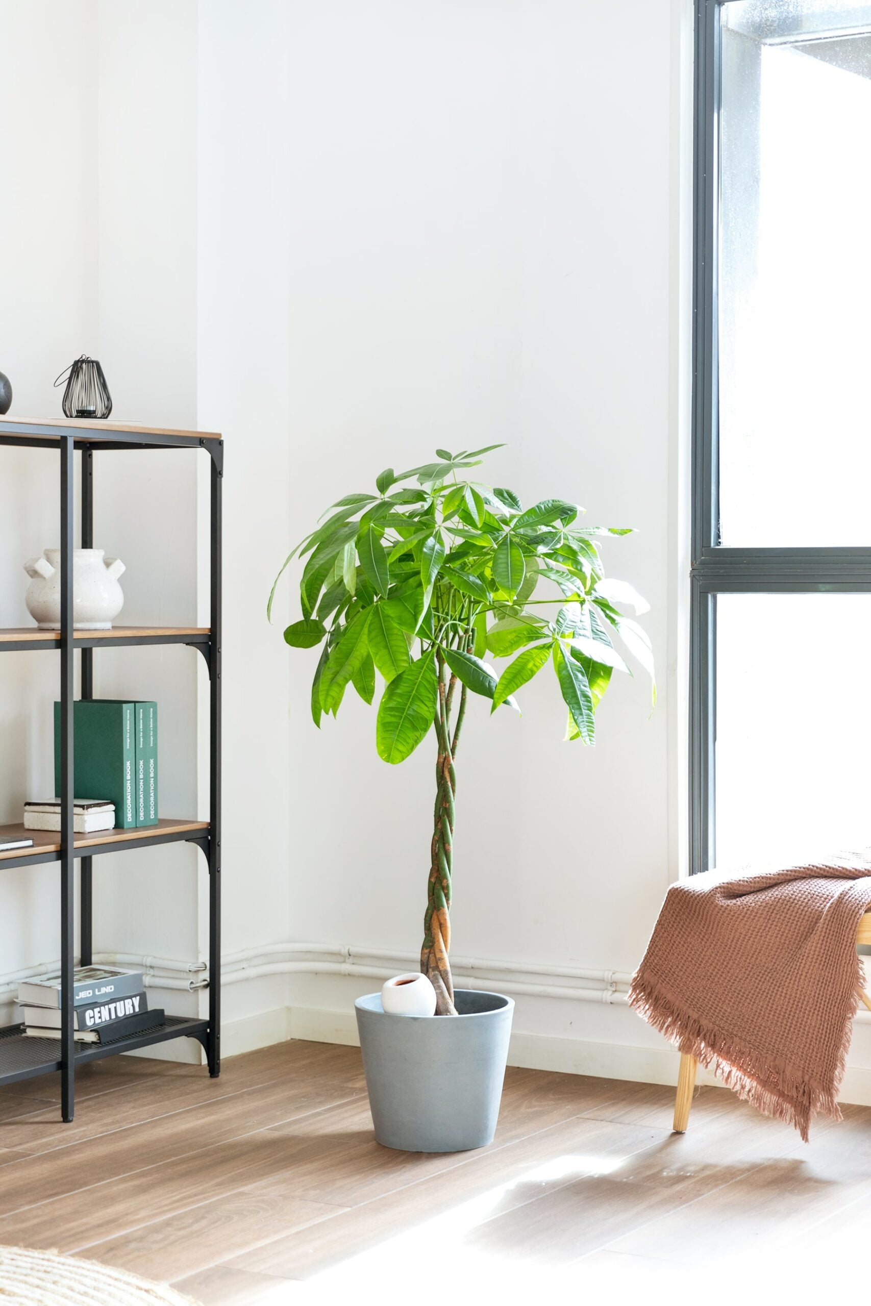 planta del dinero cuidados