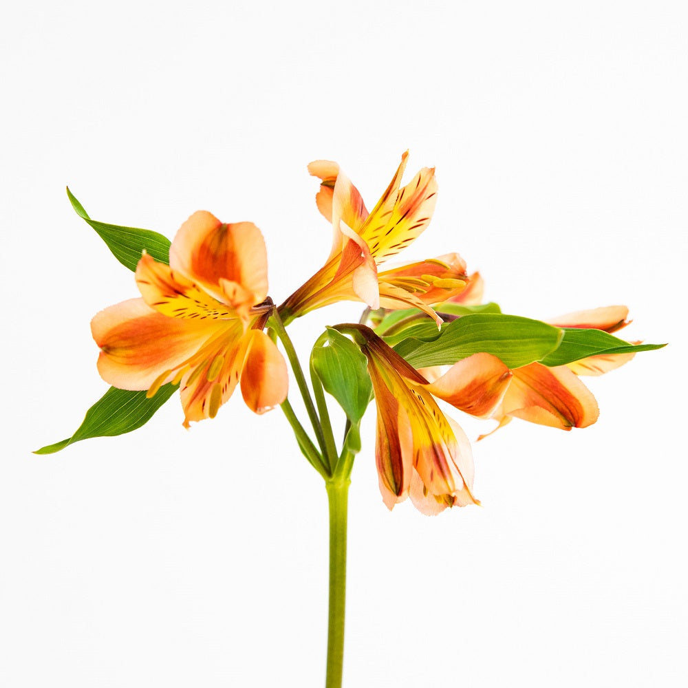 cuidados de la astromelia