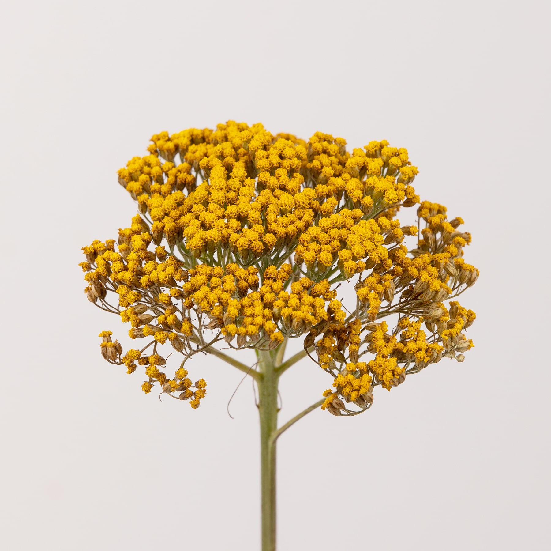 milenrama propiedades