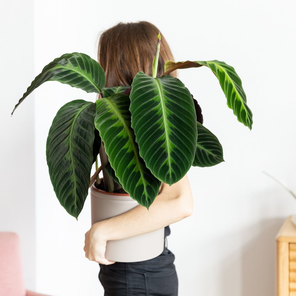 ¿Tienes curiosidad por saber qué planta eres?