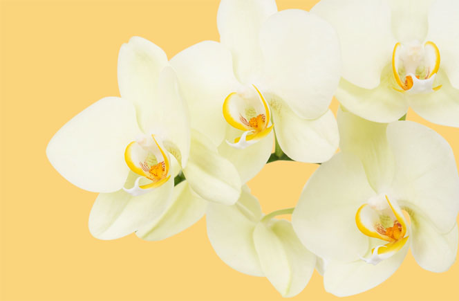 Como cuidar Orquídeas Regar Flores Colvin