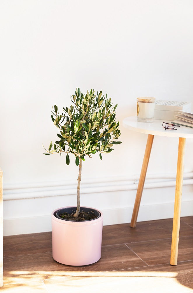 árbol olivo mediano