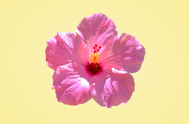 Hibiscus Flor Dieta Medicina