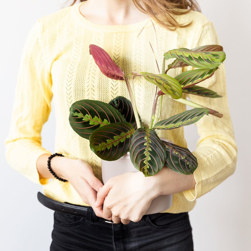 plantas que necesitan poca luz - Mercury