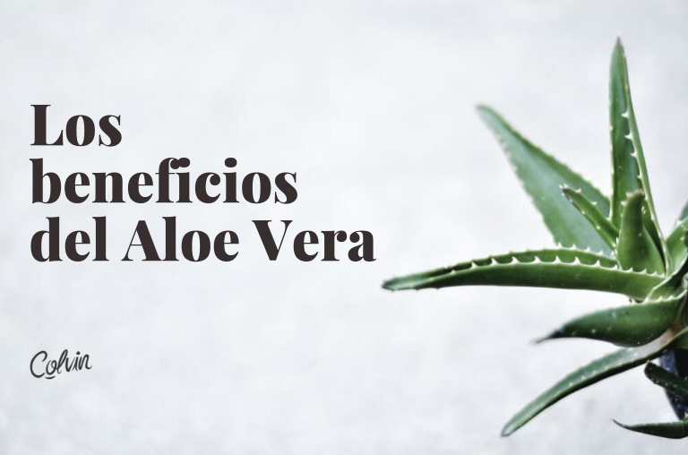 Ya nos lo deca la abuela. Aloe vera siempre  Colvin