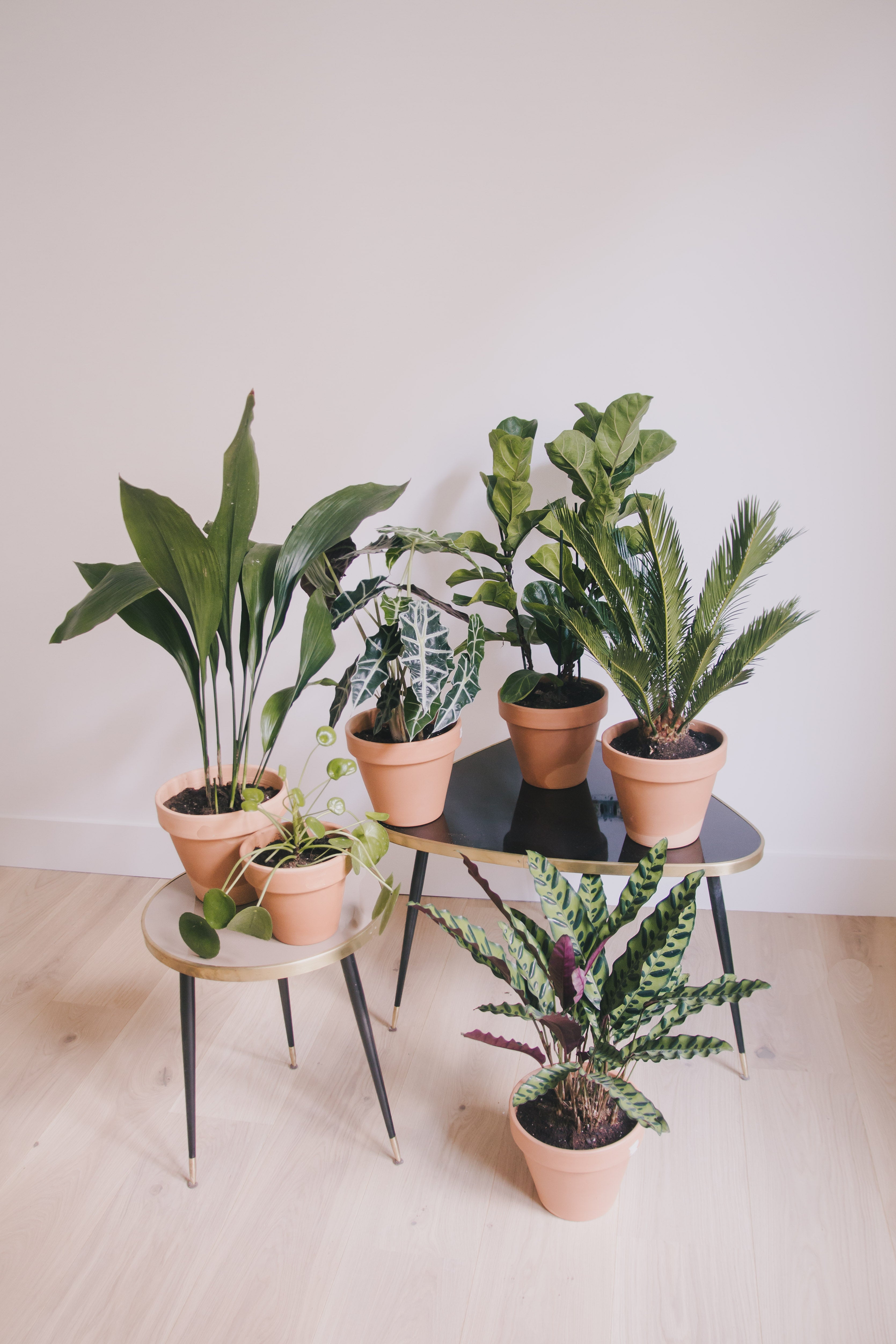 Summer plants by Colvin