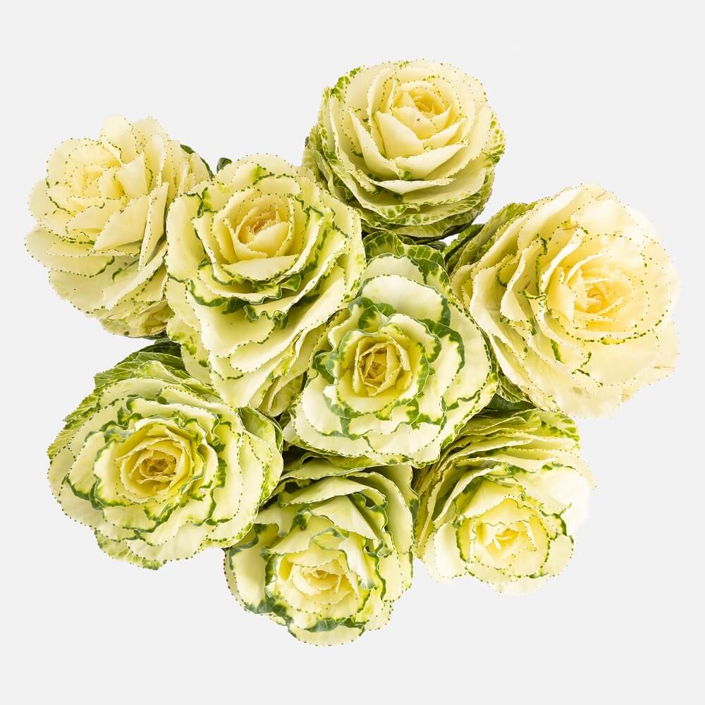 Y aparecieron las brassicas