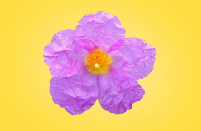 Cistus, la flor que resiste al fuego