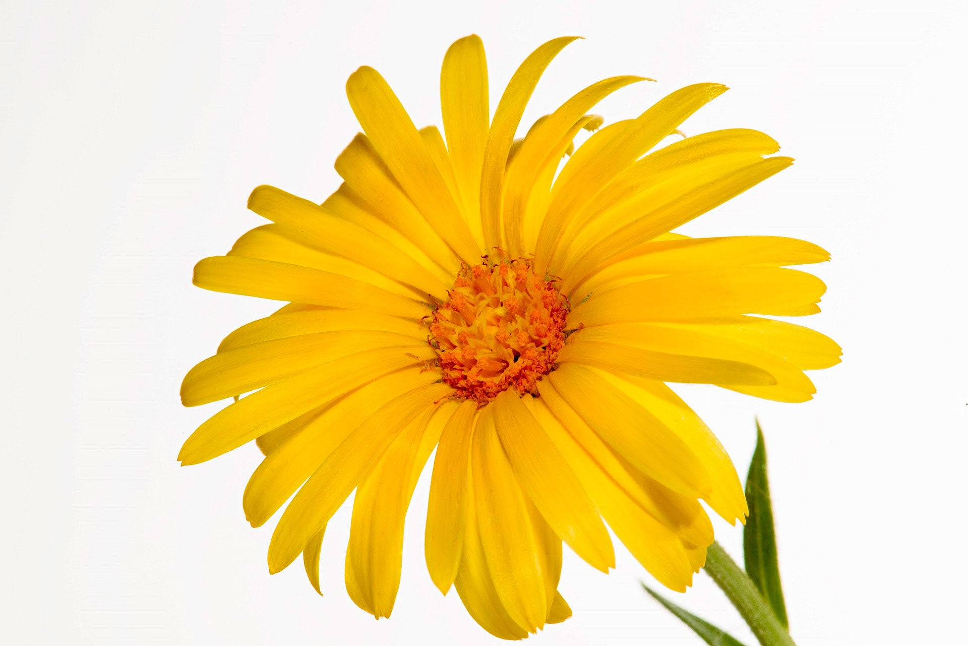calendula flor medicinal cicatrizante