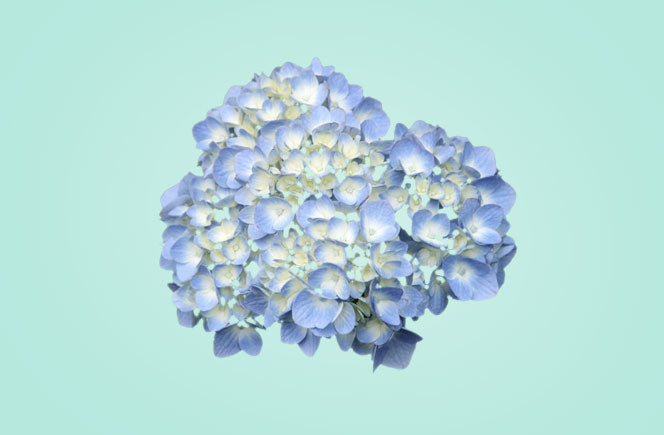 Como cuidar hortensias