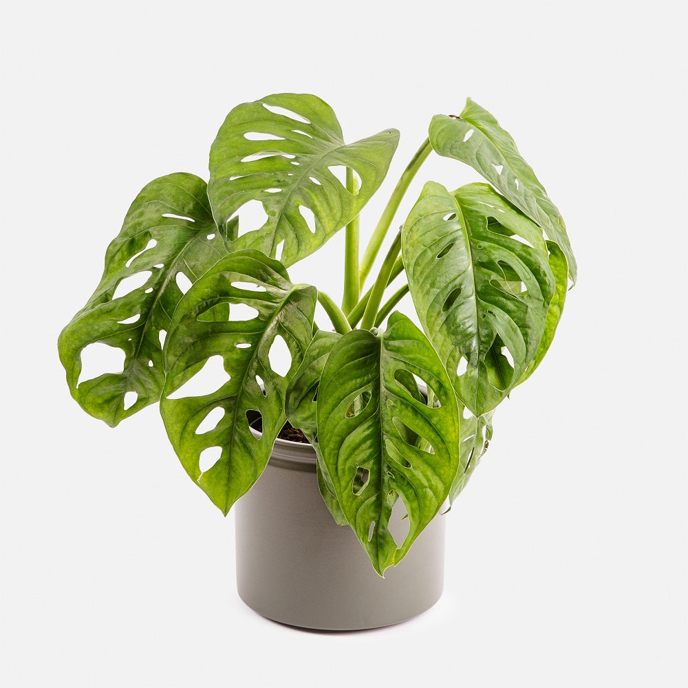 Ella es Mnica nuestra Monstera Adansonii  Colvin