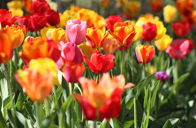 La floricultura - El arte de cultivar plantas y flores