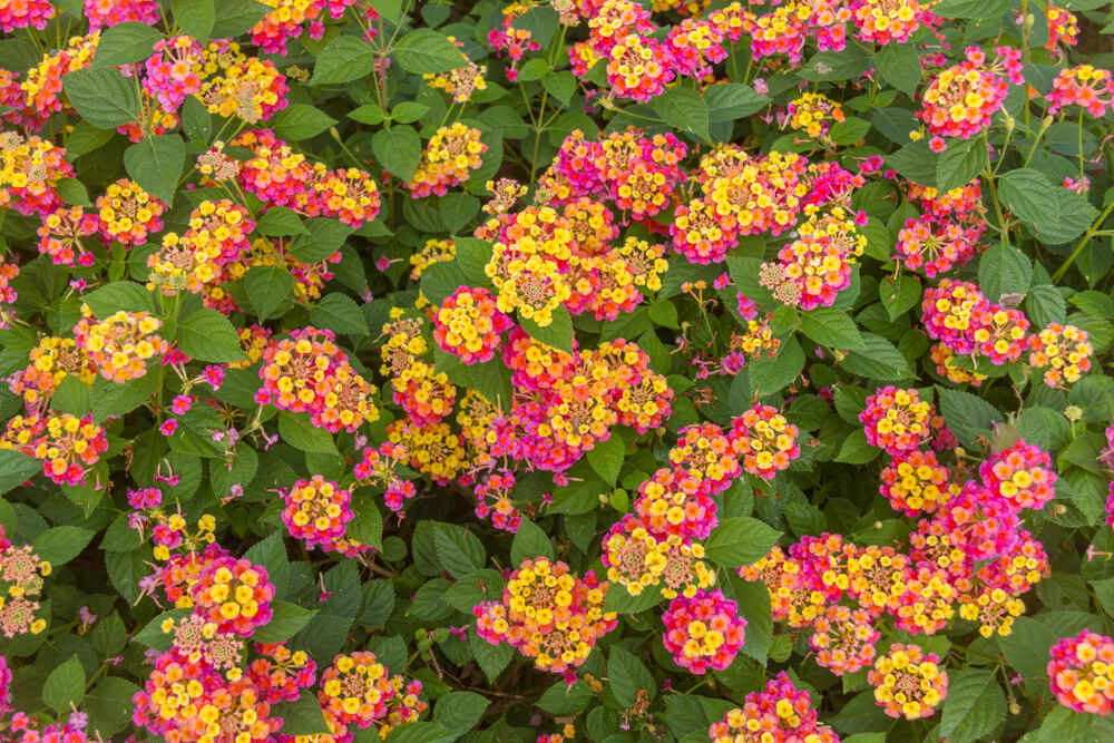 lantana camara conjunto