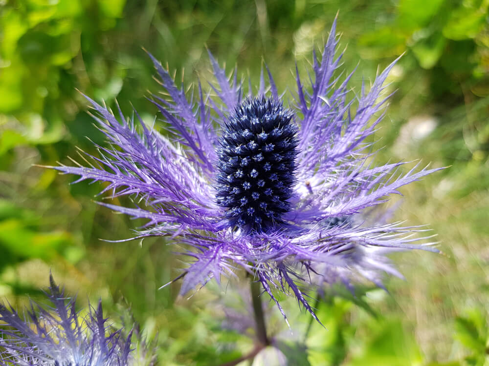 flor Eryngium detalle