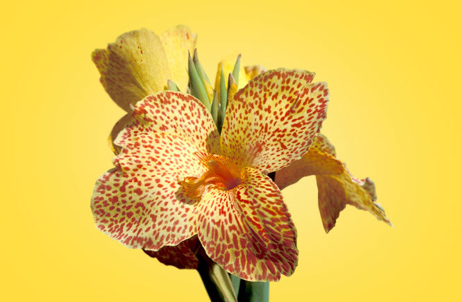 Cannas, la flor con mil usos