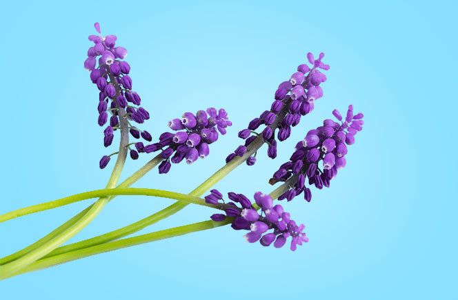 El Muscari - Flor del mediterráneo