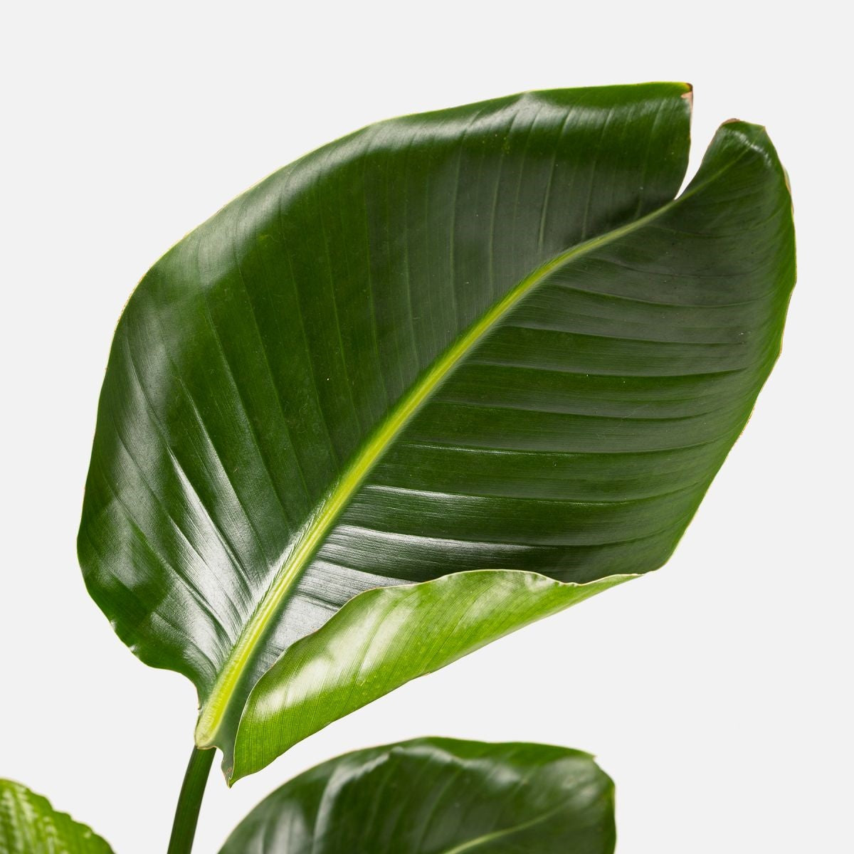 plantas-interior-grandes