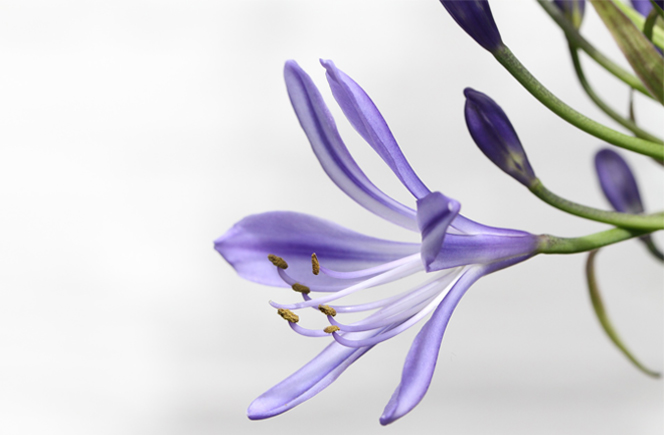 Agapanthus - Flor de Amor | Blog de Flores - Colvin