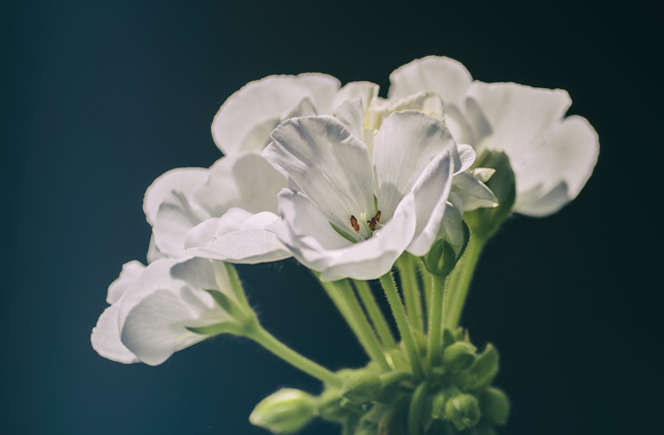 Geranios - Flor de Colores | Blog de Flores - Colvin