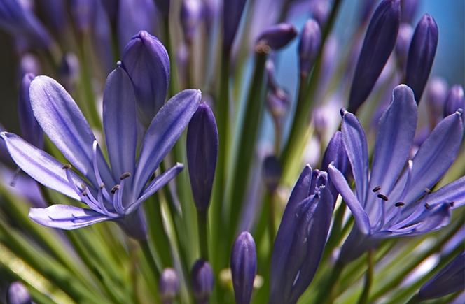 Agapanthus - Flor de Amor | Blog de Flores - Colvin