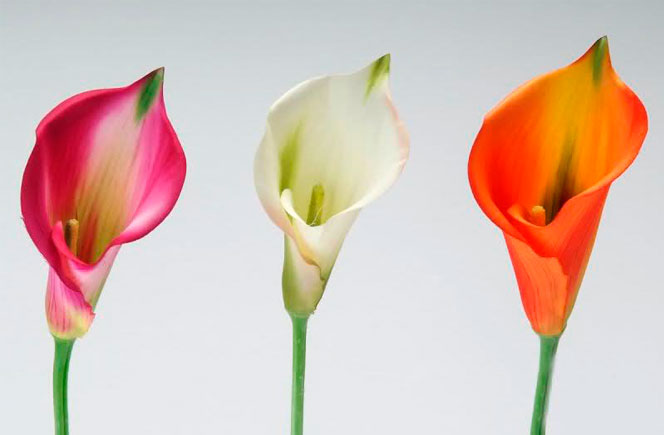 Calas - Flor de la elegancia Blog de Flores - Colvin