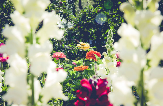 Como cuidar Orquídeas Regar Flores Colvin