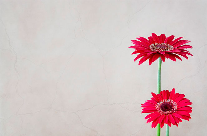 Gerberas - Flor de Colores | Blog de Flores - Colvin