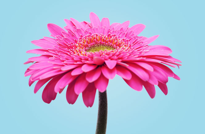 Gerberas - Flor de Colores | Blog de Flores - Colvin