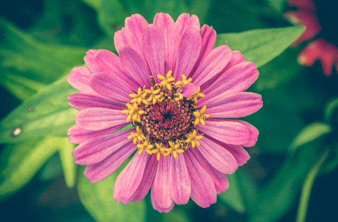 Zinnias - Flor de papel | Blog de Flores - Colvin