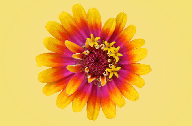 Zinnias - Flor de papel | Blog de Flores - Colvin