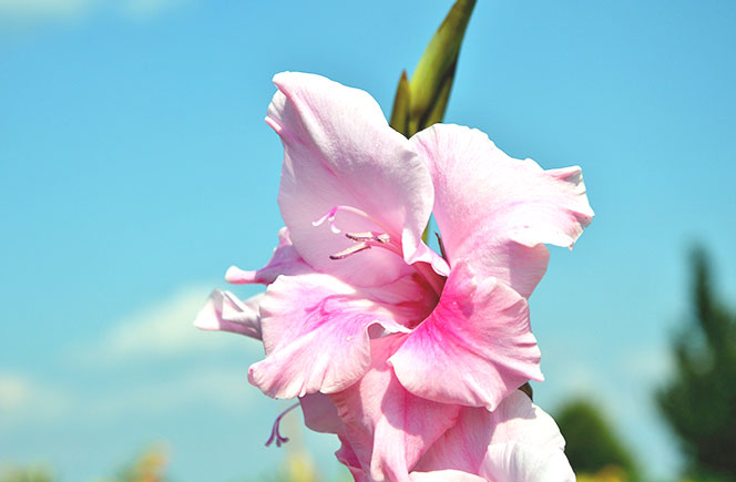 Los Gladiolos - La Flor de la Victoria | Blog de Flores - Colvin