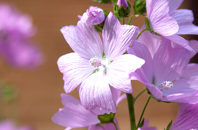 La Malva - Flor medicinal | Blog de Flores - Colvin