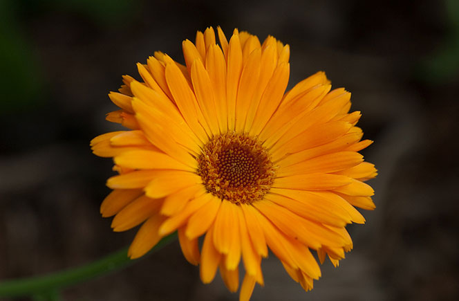 calendula varicoza