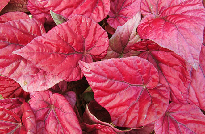 Details 100 picture begonia de hoja roja