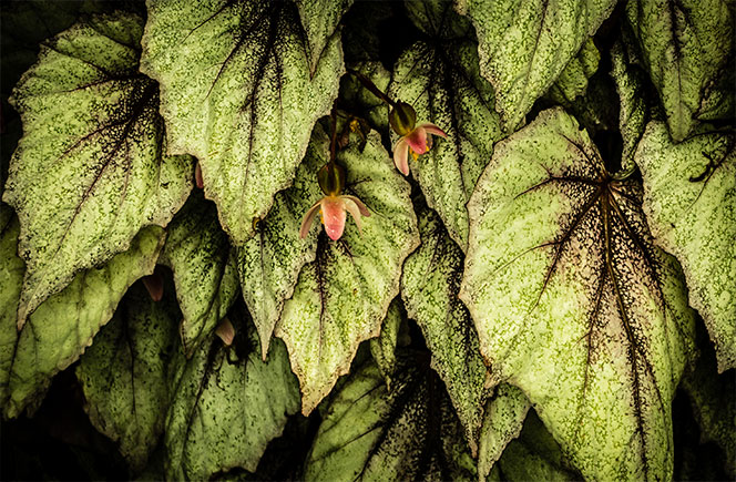 Begonia Rex, la planta de los mil colores - Blog de flores y noticias  frescas