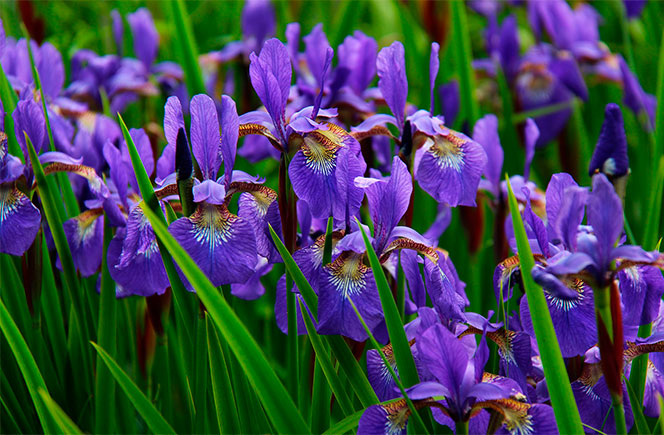 flor de iris lila