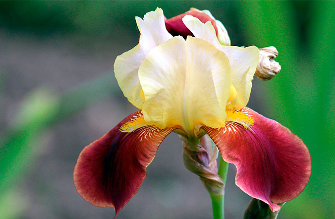 flor de iris detalle
