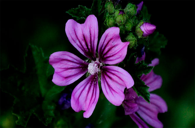 Malva Sylvestris, la flor medicinal- Blog de flores y noticias frescas