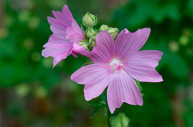 Malva Sylvestris, la flor medicinal- Blog de flores y noticias frescas