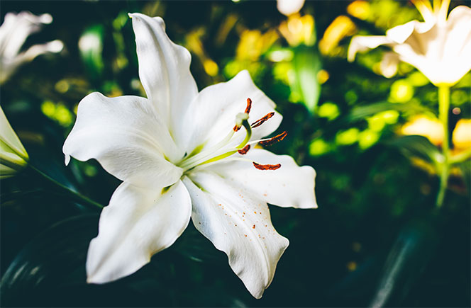 Lirios blancos para una nueva vida - Blog de flores y noticias frescas