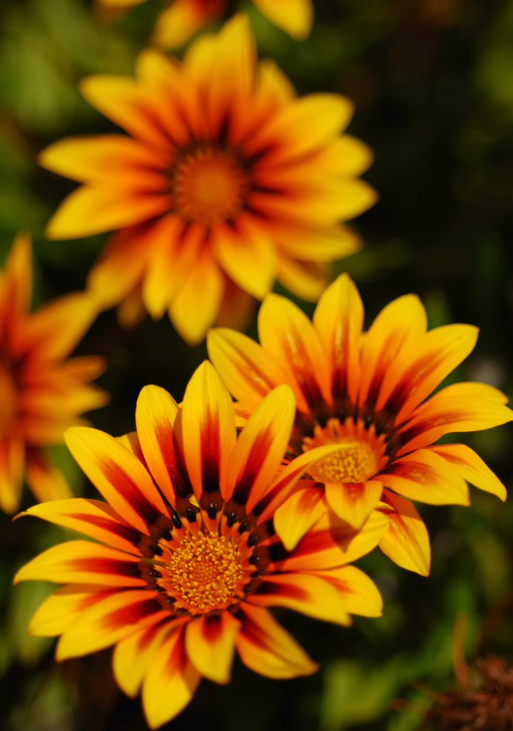 Gazania amarilla-naranja