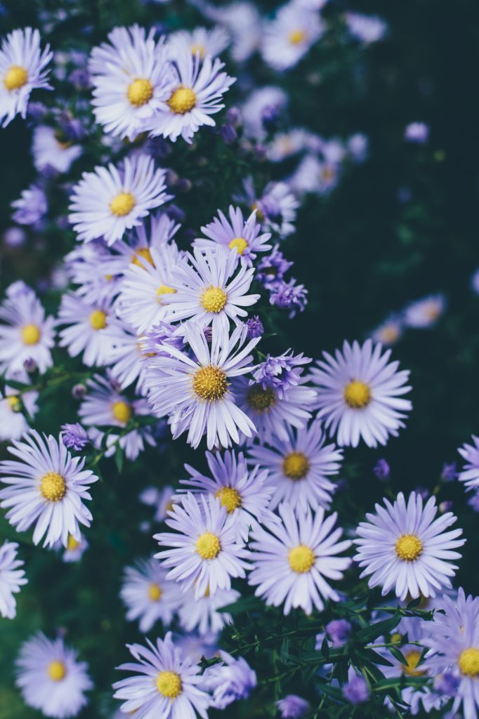 aster lilas